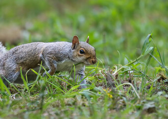 Squirrel on grass with fresh green leaves