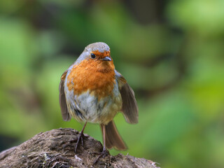 Tiny robin with a dark face perched on a tree branch