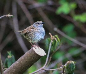 Dunnock perched on tree branch in forest scene