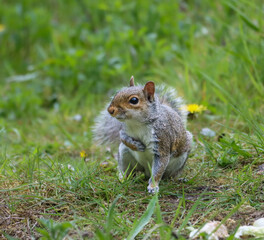 Squirrel searches for food in a grassy wilderness