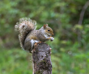 Squirrel perched on a tree branch