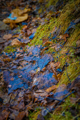 Green moss and leaves in a forest with blue water on the ground in Ludvika town, Sweden