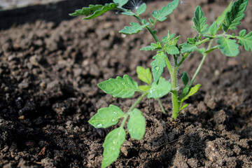 Close up of a young tomato seedling plant growing in soil