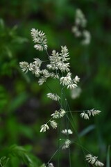 Orchard grass (Dactylis glomerata) flowers. Poaceae perenniial plants. The flowering period is from May to July and it is also a plant that causes hay fever.