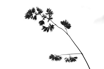 Orchard grass (Dactylis glomerata) flowers. Poaceae perenniial plants. The flowering period is from...