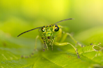 Grüne Blattwespe auf einem grünen Blatt