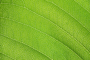 Close up of green leaf,leaf vein texture,background of green leaf,macro photo
