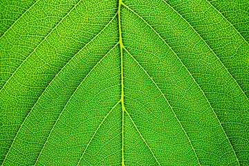Obraz premium Close up of green leaf,leaf vein texture,background of green leaf,macro photo