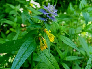 Yellow-blue wild flower of the grove. A beautiful flower with yellow and blue flowers on one stem. The subject of field and forest flowers.