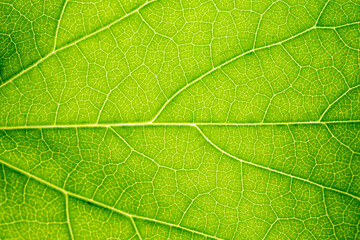 Close up of green leaf,leaf vein texture,background of green leaf,macro photo