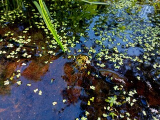 A small frog hid on the surface of the water in a shallow forest puddle with watercress. The texture of the surface of the water with a frog that looks from under the water.