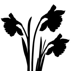 Blooming Daffodil or Narcissus Flowers Silhouettes