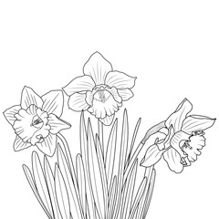 Blooming Outline Daffodil or Narcissus Flowers