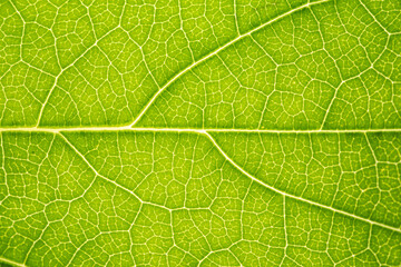 Close up of green leaf,leaf vein texture,background of green leaf,macro photo