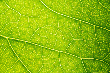 Close up of green leaf,leaf vein texture,background of green leaf,macro photo