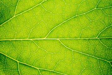 Close up of green leaf,leaf vein texture,background of green leaf,macro photo