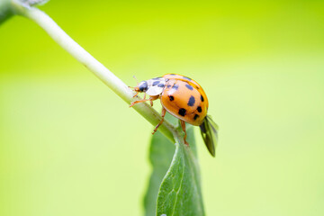 Harmonia axyridis in the wild state