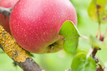 Fresh apple on a tree branch with leaves in Germany