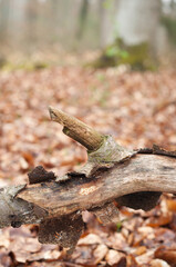 Detail of the weathered, exfoliated bark of a dead branch in the forest