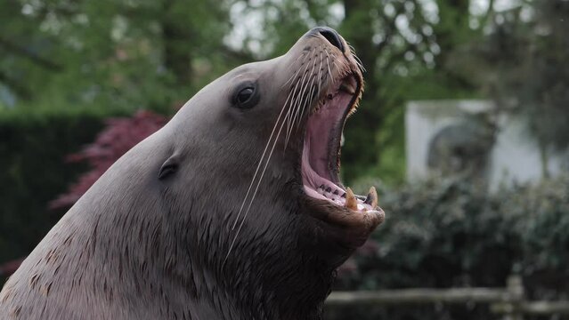 Close-up footage of yawning sea lion head showing its teeth against blur background