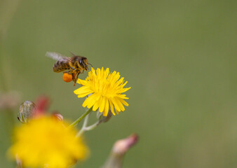 bee and flower with blurred background in nature area of countryside