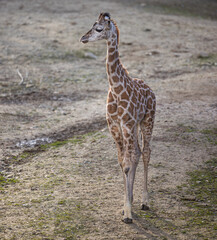 Newborn female Rothschild's giraffe in Gaiazoo, the Netherlands