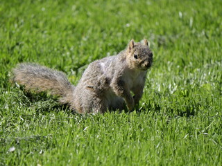 Squirrel basking in sunlight on green grass.