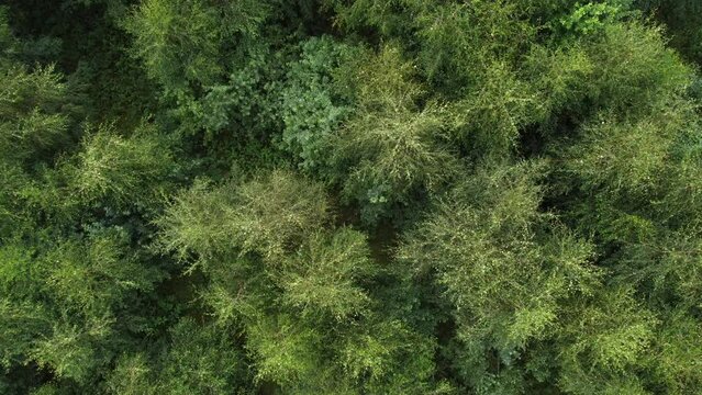 Drone shot of the dense green trees in the woods of Tiveden National Park in Tived, Sweden