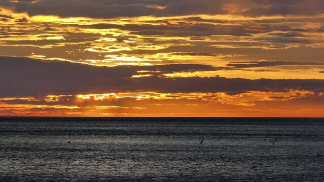 Sunset over pacific ocean with pelicans settling for the night off costa rica, centra america