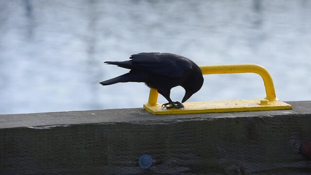 Black crow eating on yellow metal handle on wooden fence against blurred water background in Kodiak