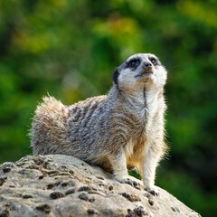 Meerkat perched on a rock in a forest.