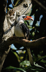Hornbill perched on a sunlit tree branch.