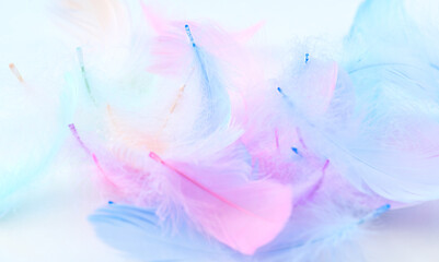 Beautiful abstract colorful feathers on white background, soft pastel colors feather texture on white, close up. Colourful pastel neon feathers. Softness concept