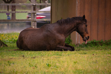 Naklejka premium Thoroughbred horse resting in a yard.