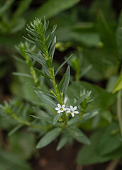Close up of white flowers