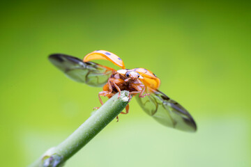 Harmonia axyridis in the wild state