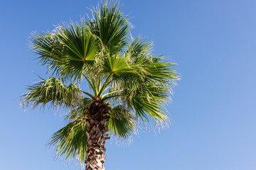 Palm tree against a blue sky with copy space