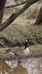 Vertical shot of a goose near a dirty pond on a cloudy day