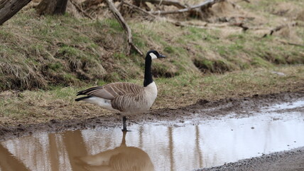 Goose near a dirty pond on a cloudy day