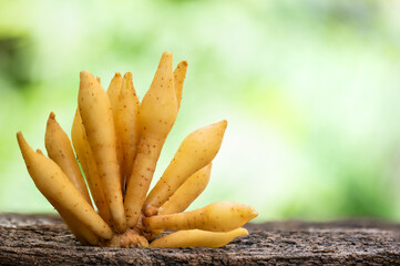 Fingerroot or Boesenbergia rotunda rhizome on natural background. 