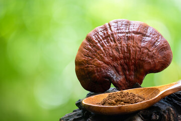 Reishi or lingzhi Mushroom and powder on natural background.