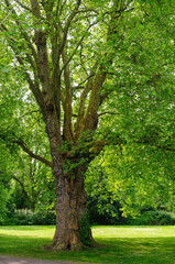 tree in the park
