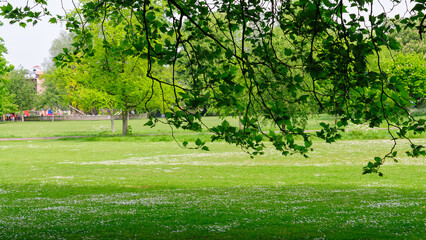 green field in the park