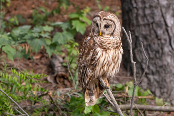 Owl resting on a branch in the forest with foliage