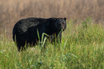 Large black bear strolling through tall grass on the plains