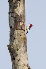 Bird peeks out from a tree trunk