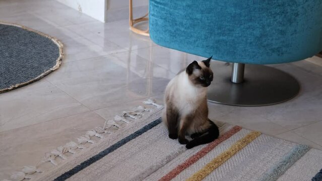 cute siamese young female new adopted sitting in new house environment looking around, colorful interior