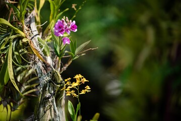 purple flowers on a wooden post in the woods with a green background