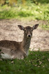 Deer resting in grass under tree on sunny day