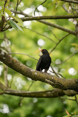 Black bird perched on tree branch, alert and watching